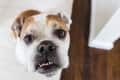 Close-up of a brown and white bulldog looking up with a curious expression.