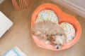 Small dog sleeping in a heart-shaped bed with colorful sprinkle-patterned cushions on a wooden floor.