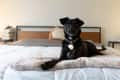 Black dog lying on a bed with a blanket, books on a bedside table, and a plush toy in the background.