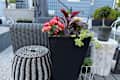 Plants displayed in Verdaek planter from Costco.