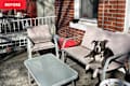 A gray and white dog lounging on a light-colored patio chair, with a glass table and red grill nearby.