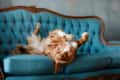 Dog lying upside down on a blue tufted sofa with ornate wooden trim.
