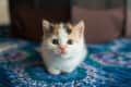 Calico kitten with wide eyes sitting on a colorful patterned blanket.