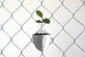 Small plant in a metal pot attached to a chain-link fence.