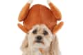 Fluffy dog wearing a plush turkey hat with drumsticks on top.