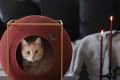 Cat inside a red spherical cat bed on a table with black candles and a small tree decoration.