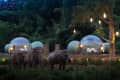 Elephants walking near illuminated bubble tents in a lush forest setting.