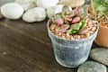 Succulent in a gray pot with pebbles on a wooden surface, surrounded by stones and another plant.