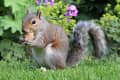 Squirrel eating a nut on grass with purple flowers and green foliage in the background.