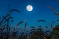 Full moon in a clear night sky above silhouetted tall grass and plants.