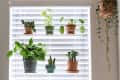 Various potted plants on a window shelf with blinds, including succulents and leafy greens, with a hanging plant on the side.