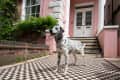 Spotted dog standing on a checkered path in front of a pink house with white doors and greenery.