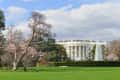 White House with blooming cherry blossom trees and a fountain on a sunny day.