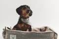 Dog in gingham dog bed