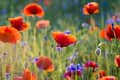 Red poppies and blue cornflowers in a sunlit meadow.