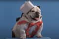 Bulldog dressed as a chef with a white hat and red bow tie against a blue background.