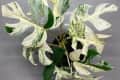 Rare white variegated mini monstera with eight leaves and a ninth about to uncurl