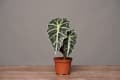 Potted Alocasia plant with large, dark green leaves on a wooden table.