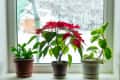 Three potted plants on a windowsill, including a poinsettia with red leaves, against a snowy outdoor backdrop.