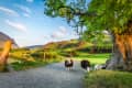 Sheep grazing on a gravel path under a large tree, with a scenic view of green hills and a lake in the background.