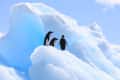 Three penguins standing on a large ice formation with a bright blue sky in the background.