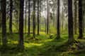 Lush green forest with tall trees, moss-covered ground, and dappled sunlight filtering through the foliage.