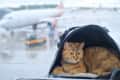 A cat resting in a travel bag at an airport, with a blurred airplane and rain on the window in the background.