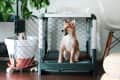 Shiba Inu puppy sitting in an open dog crate next to a large potted plant and a white chair.