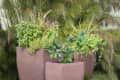 Lush green herbs and plants in textured brown pots, surrounded by tall grasses and foliage.