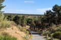 Narrow road through a forested area with pine trees and dry grass under a clear blue sky.