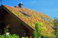 A sloped green roof covered in colorful plants and flowers, with skylights and a chimney.
