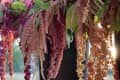 Hanging clusters of pink and red amaranth flowers with sunlight filtering through.