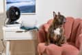 ice fan next to dog on pink chair