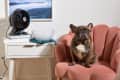 ice fan next to dog on pink chair