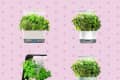 Six indoor herb gardens with various green plants on a pink polka dot background.