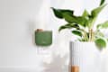 Green wall-mounted air freshener near a large leafy plant in a white textured pot.