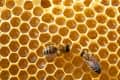 Two bees on a honeycomb with hexagonal cells filled with honey.