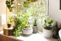 Various potted succulents and plants on a windowsill with a gold lamp and decorative items.