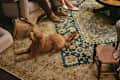 Ruggable rug with dog and view of people's feet/sofa