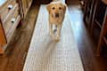 A yellow Labrador walking on a geometric patterned runner rug in a wooden kitchen.