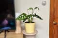 Monstera plant in a yellow pot on a decorative pedestal next to a TV and wooden door.