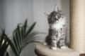 Fluffy gray kitten sitting on a cat tree platform next to a scratching post, with a green plant in the background.