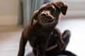 Small labrador retriever puppy hound fights itching by scratching with his paw