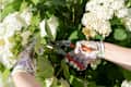 Hands of gardener pruning flowers in garden