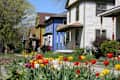 Tulips in front of houses on Milwaukee Avenue
