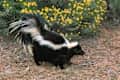 The striped skunk
