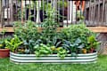 Vegetable garden in galvanized raised bed