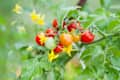 Cherry tomatoes on branch