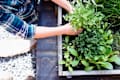 Woman planting herbs in herb garden,