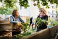 Two women working together in a community garden